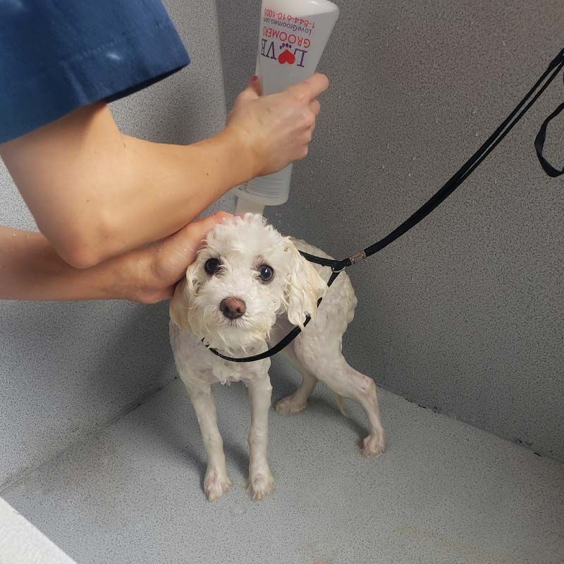 Dog grooming bath